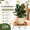 ยางอินเดียแคระ (Ficus Elastica Mini)