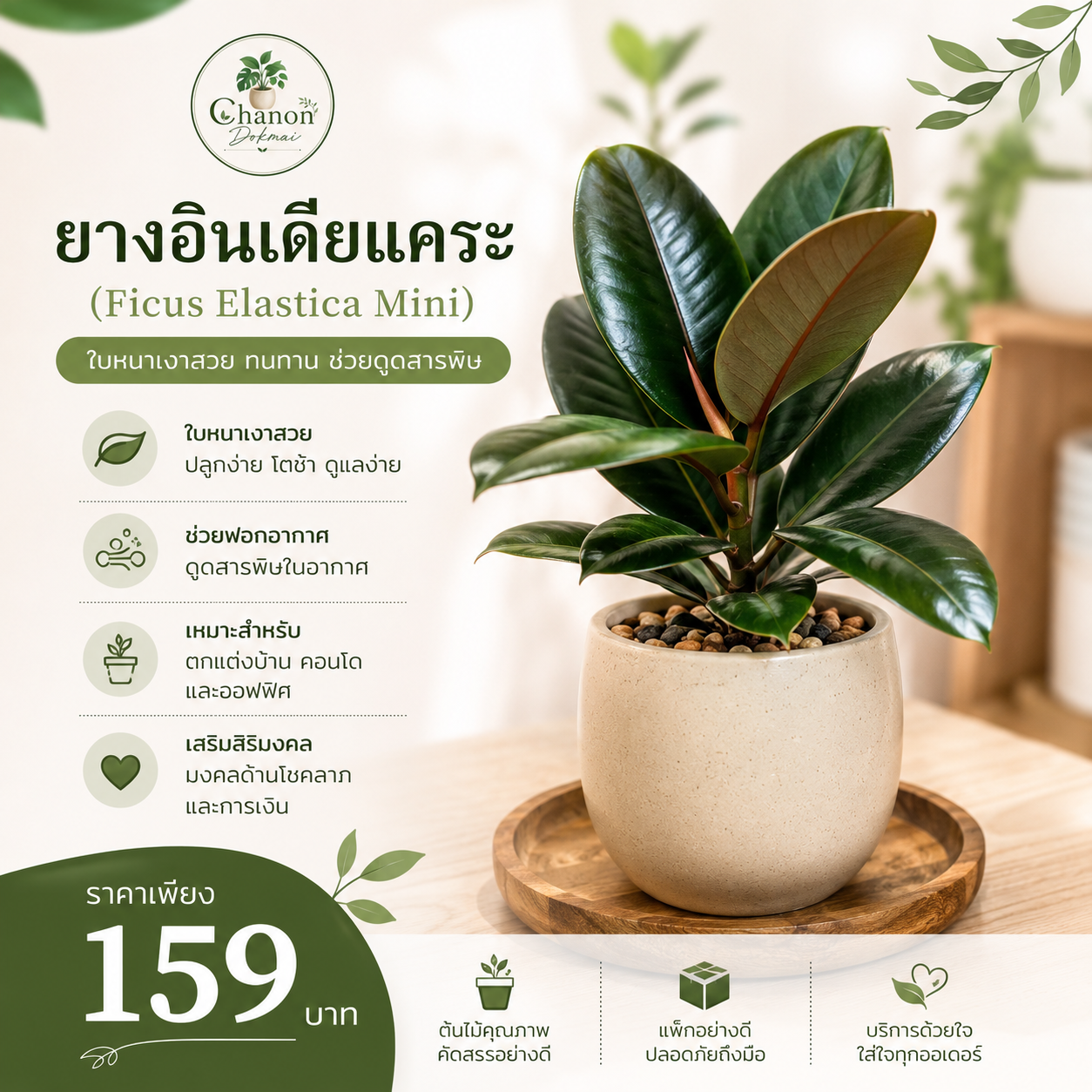 ยางอินเดียแคระ (Ficus Elastica Mini)