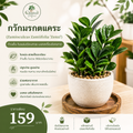 กวักมรกตแคระ (Zamioculcas Zamiifolia 'Zenzi')