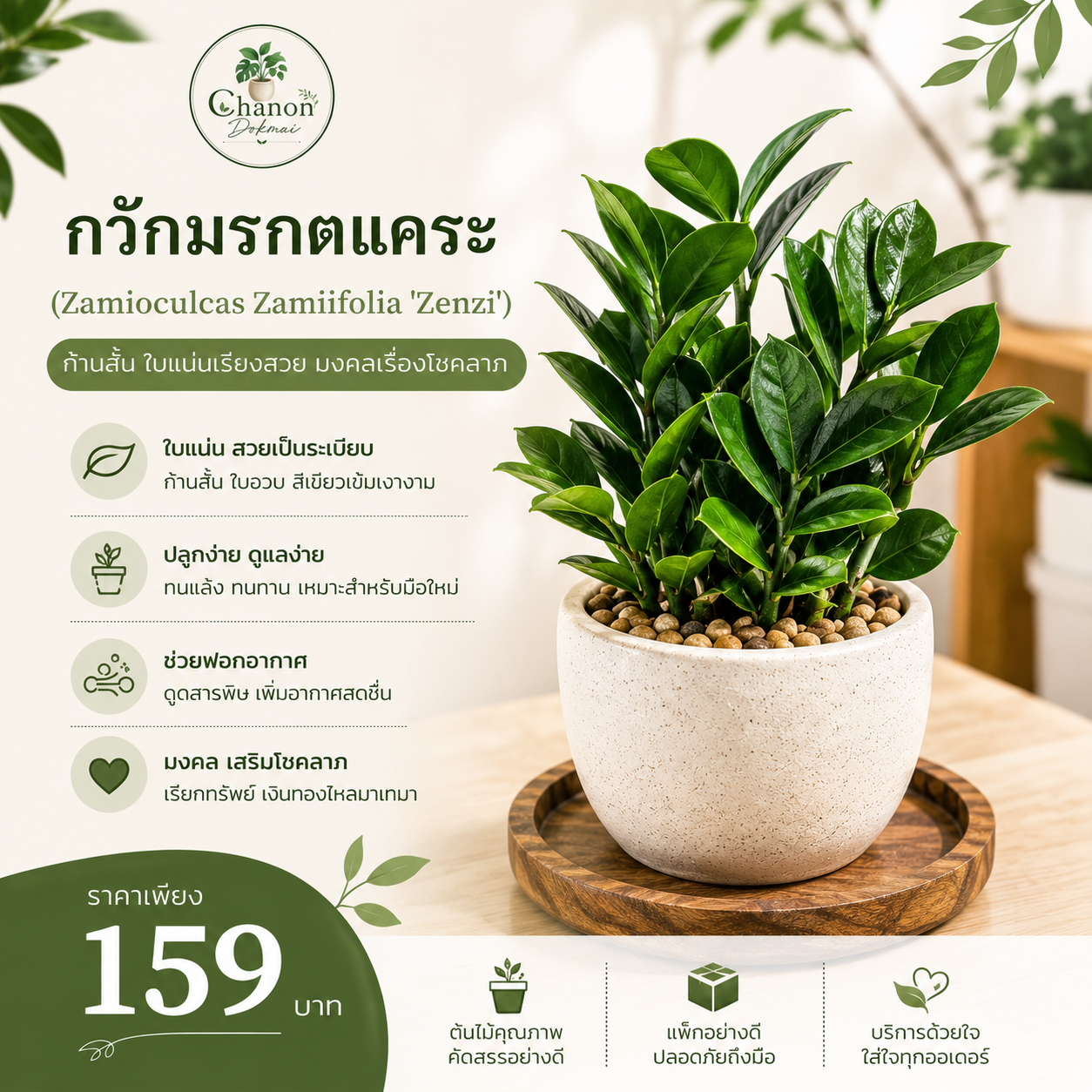 กวักมรกตแคระ (Zamioculcas Zamiifolia 'Zenzi')