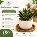 ลิ้นมังกรแคระ / ฮานิอาย (Sansevieria Hanii)