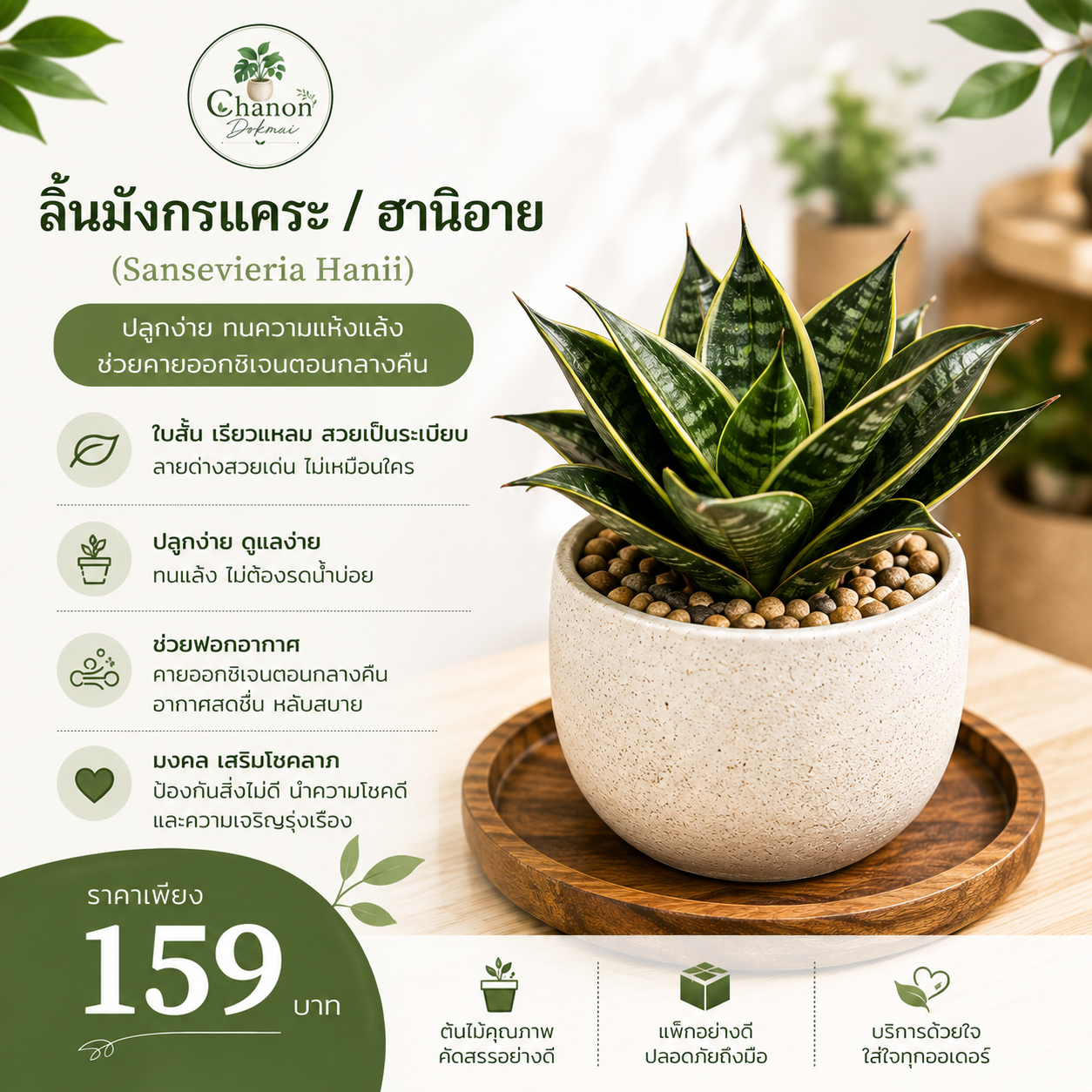 ลิ้นมังกรแคระ / ฮานิอาย (Sansevieria Hanii)