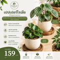 เปปเปอร์โรเมีย (Peperomia)