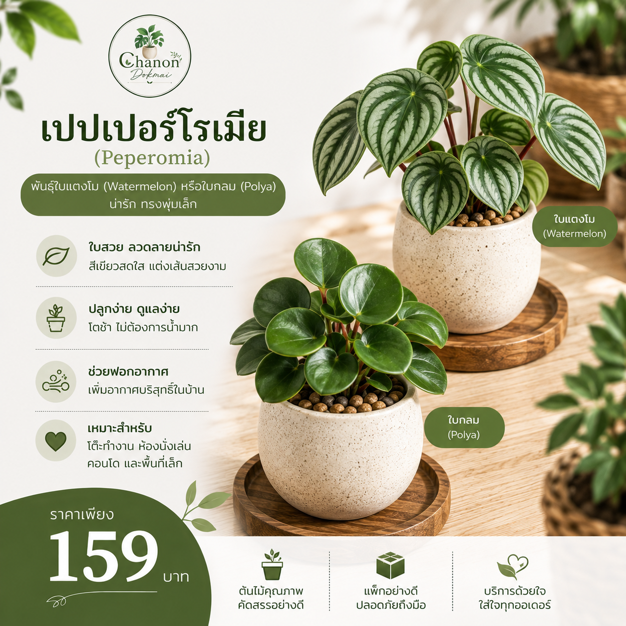 เปปเปอร์โรเมีย (Peperomia)