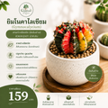 ยิมโนคาไลเซียม (Gymnocalycium)