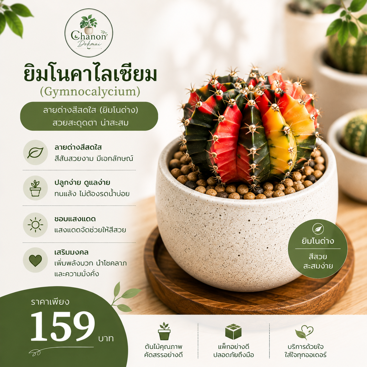 ยิมโนคาไลเซียม (Gymnocalycium)