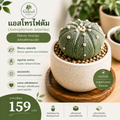 แอสโทรไฟตัม (Astrophytum Asterias)