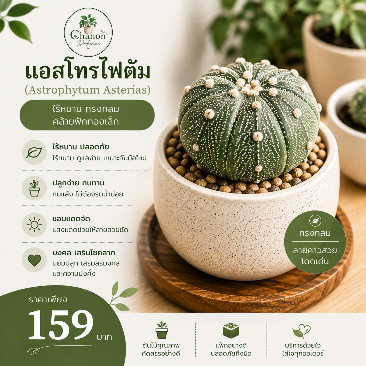 แอสโทรไฟตัม (Astrophytum Asterias)