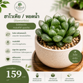 ฮาโวเทีย / หยดน้ำ (Haworthia)