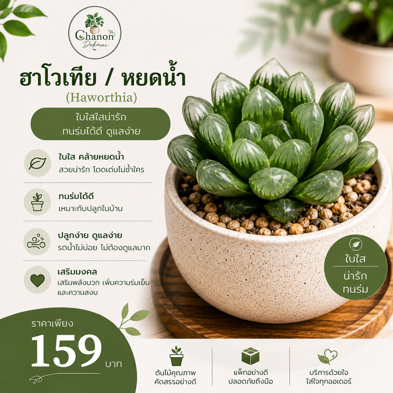ฮาโวเทีย / หยดน้ำ (Haworthia)