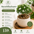 ซิลเวอร์หรือแก้วแคระ (Murraya paniculata mini)