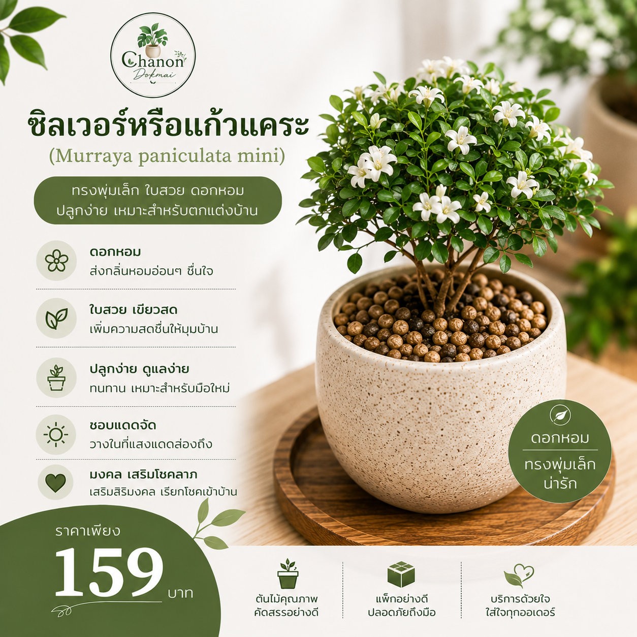 ซิลเวอร์หรือแก้วแคระ (Murraya paniculata mini)