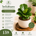 ไทรใบสักแคระ (Ficus Lyrata Bambino)