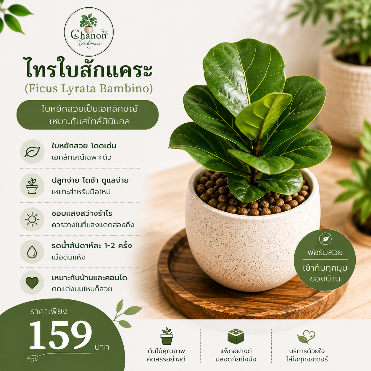 ไทรใบสักแคระ (Ficus Lyrata Bambino)