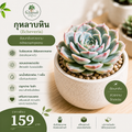กุหลาบหิน (Echeveria)